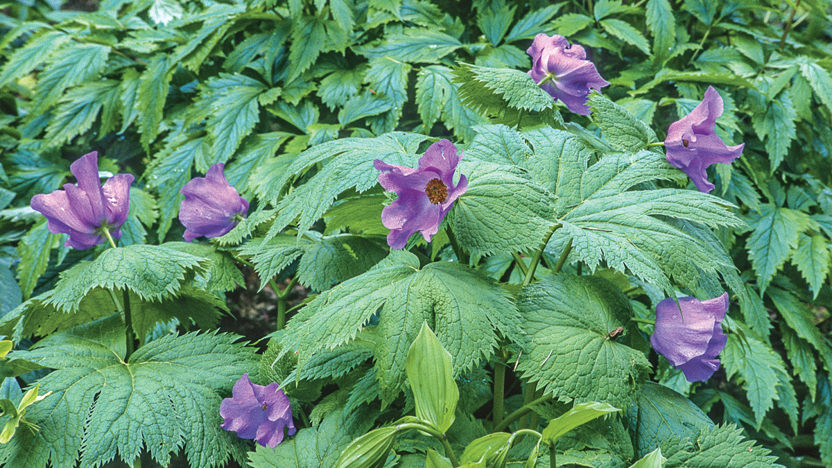 Japanese wood poppy is worth the wait