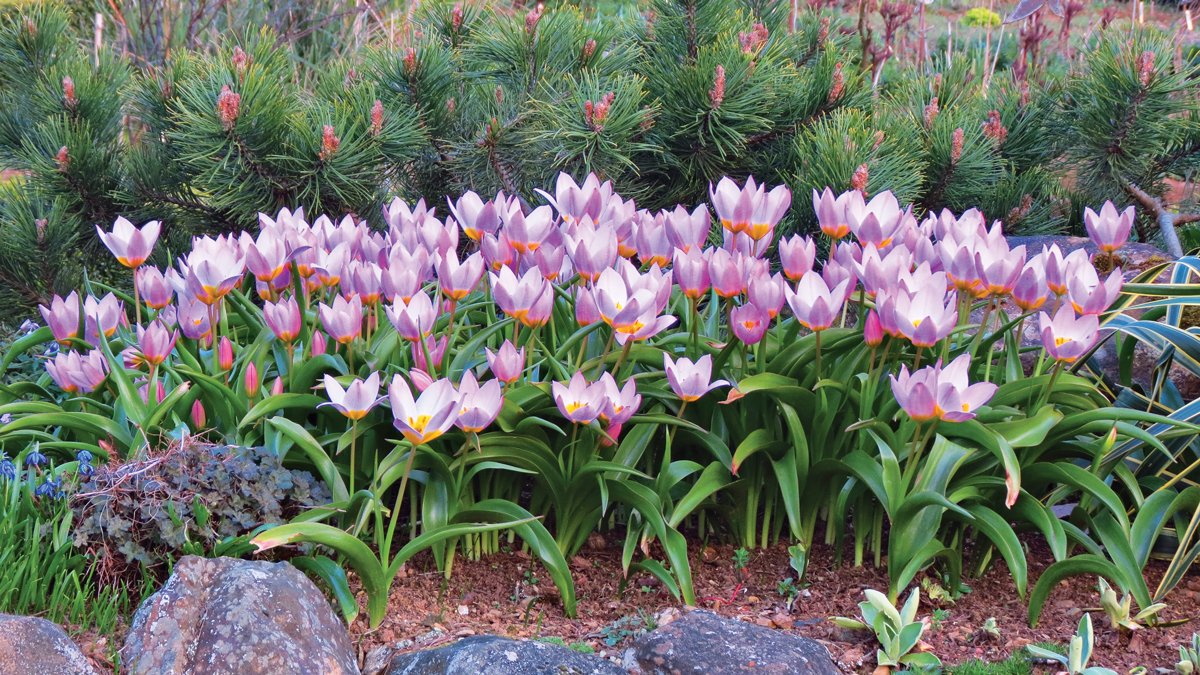 ‘Lilac Wonder’ tulip