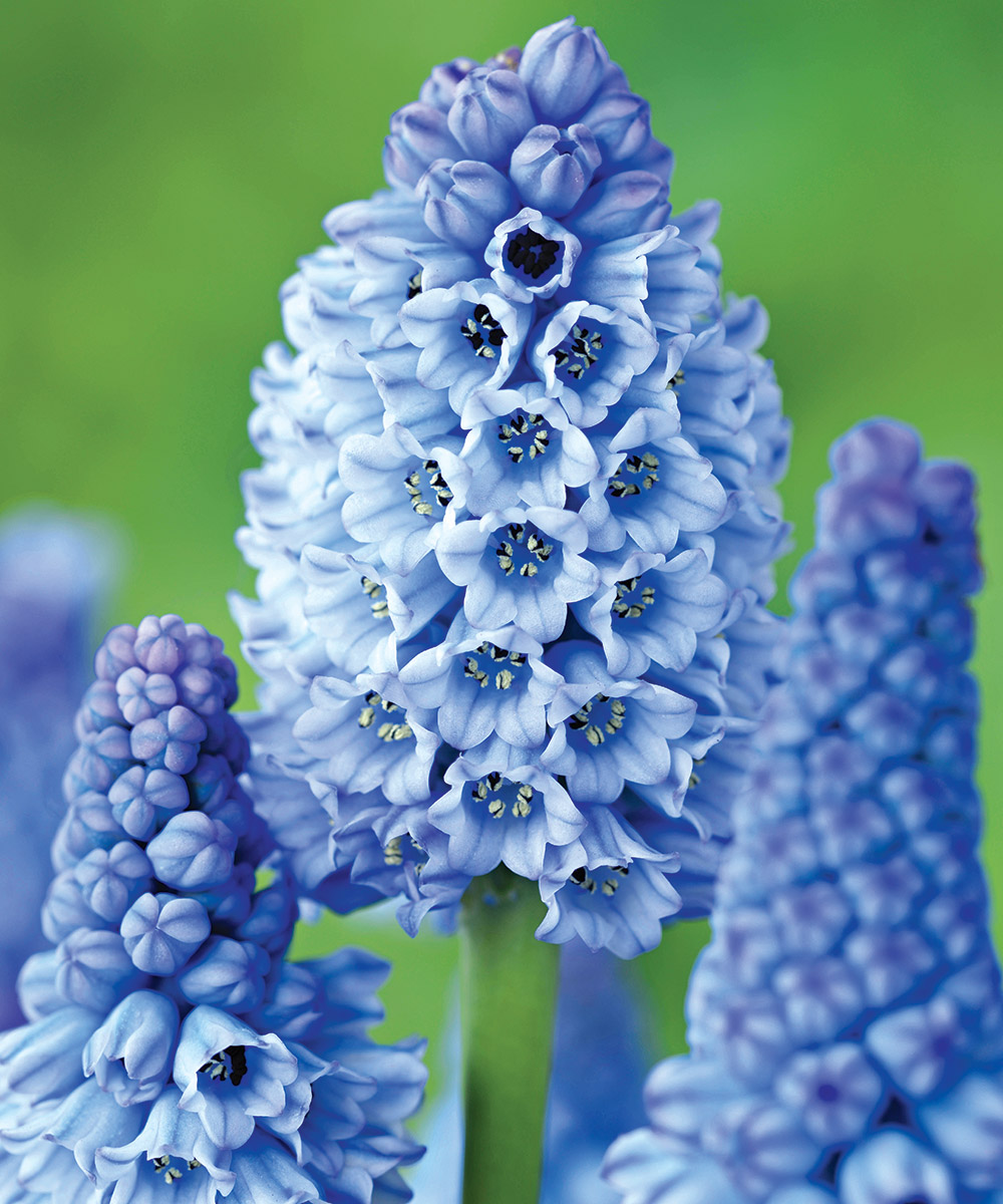 Grape hyacinth deals native range