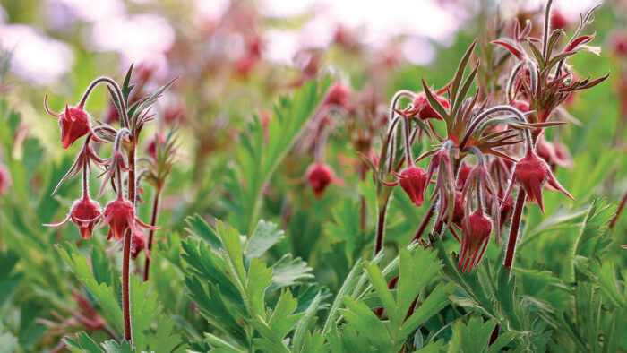 Prairie Smoke