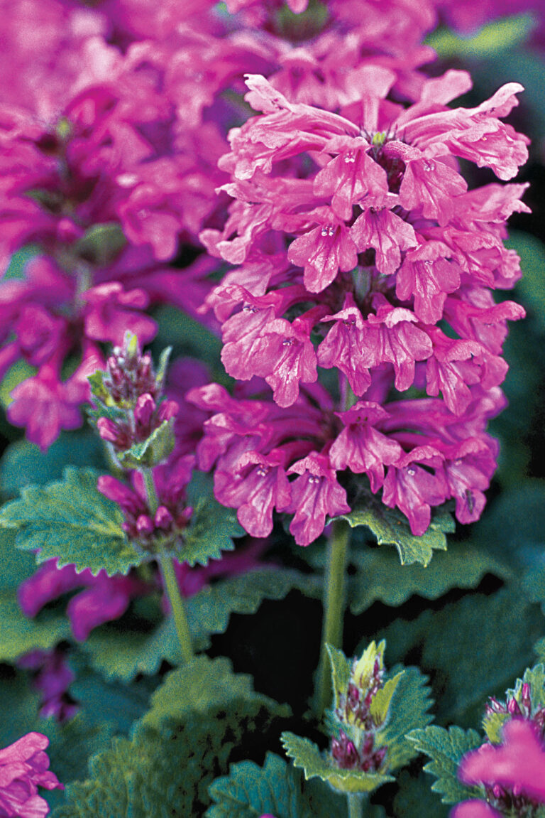 Stachys Plant Trial: Which Ones Were Best? - Fine Gardening