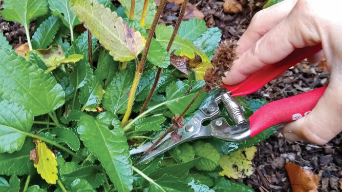 Deadheading.