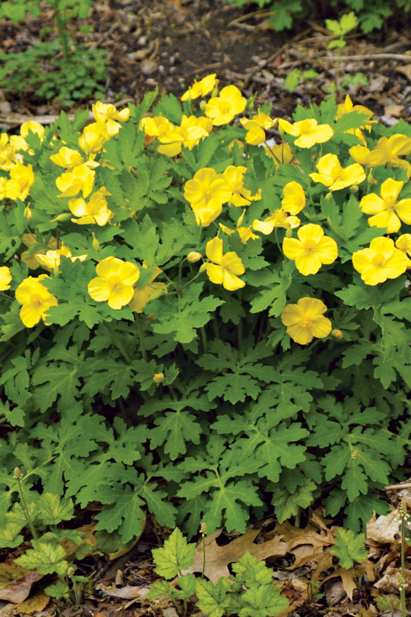 Celandine Poppy