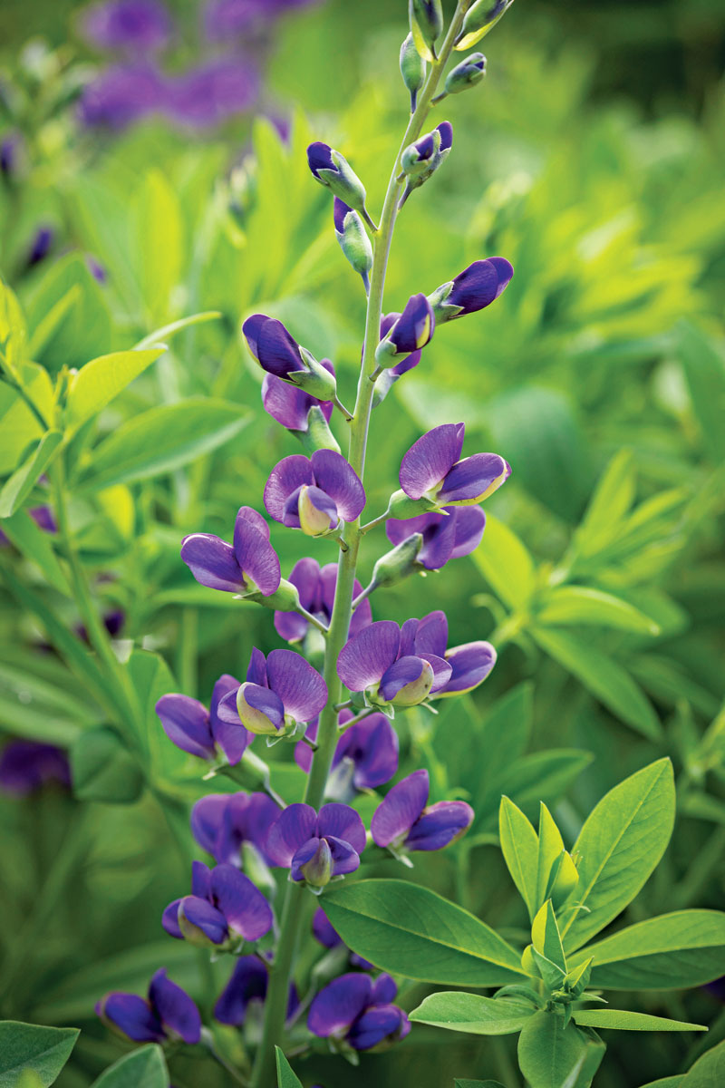 ‘Blueberry Sundae’ Baptisia