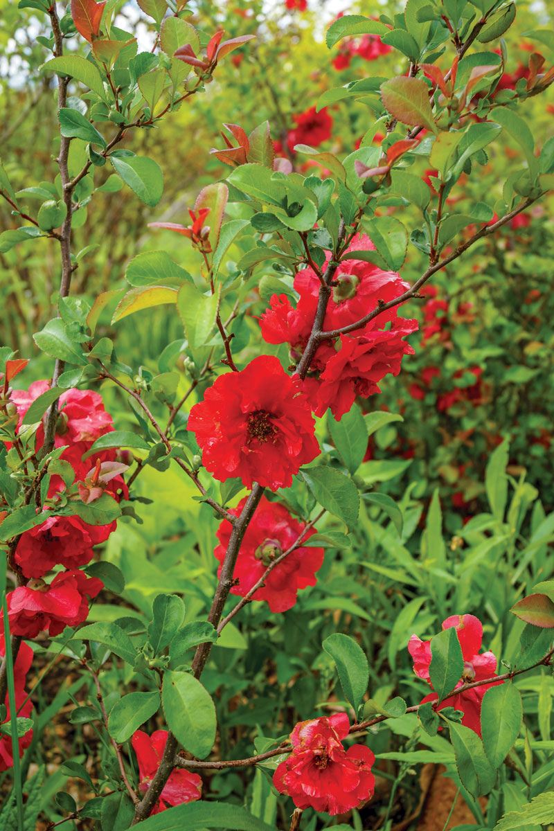 ‘Scarlet Storm’ Flowering Quince