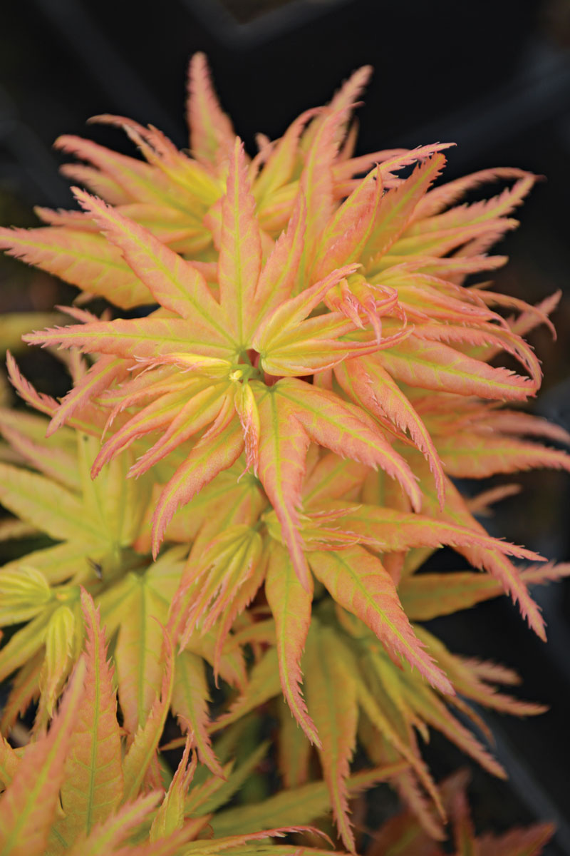 ‘Japanese Princess’ Japanese Maple