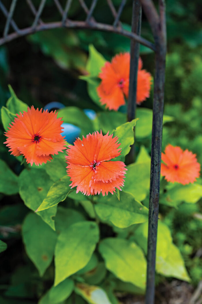 ‘ORANGE SHERBET’ CHINESE LYCHNIS