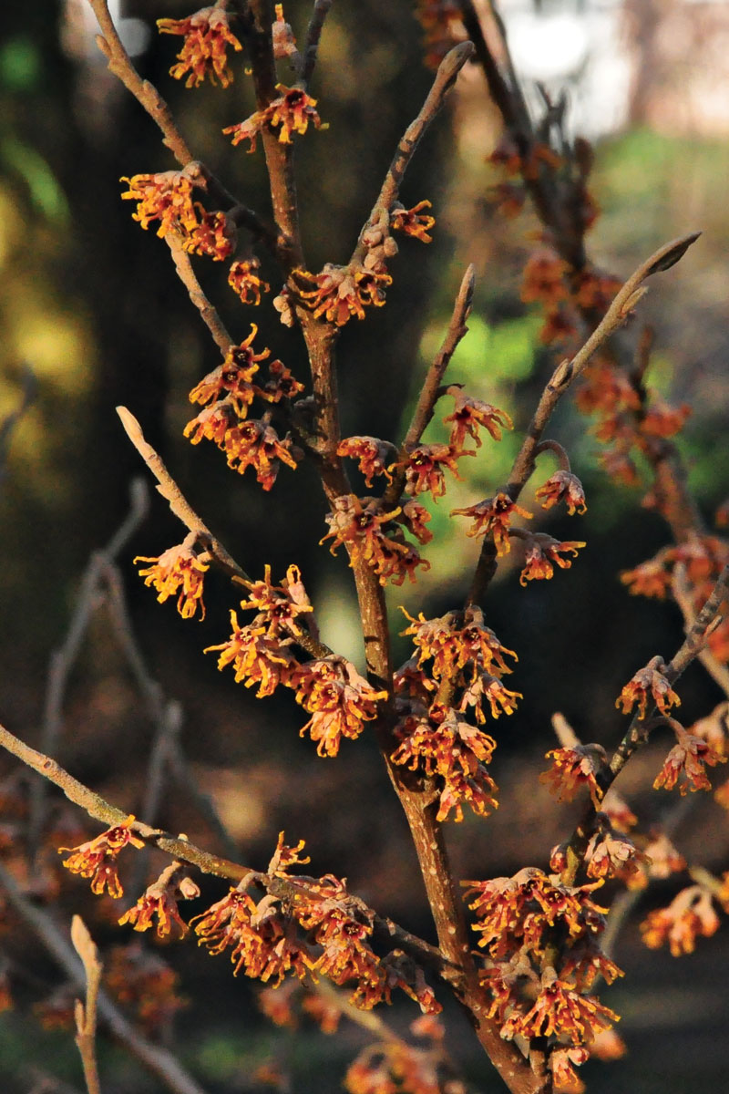 ‘Quasimodo’ Ozark Witch Hazel