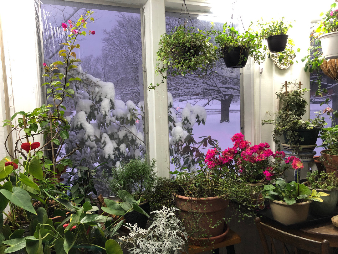 houseplants in winter