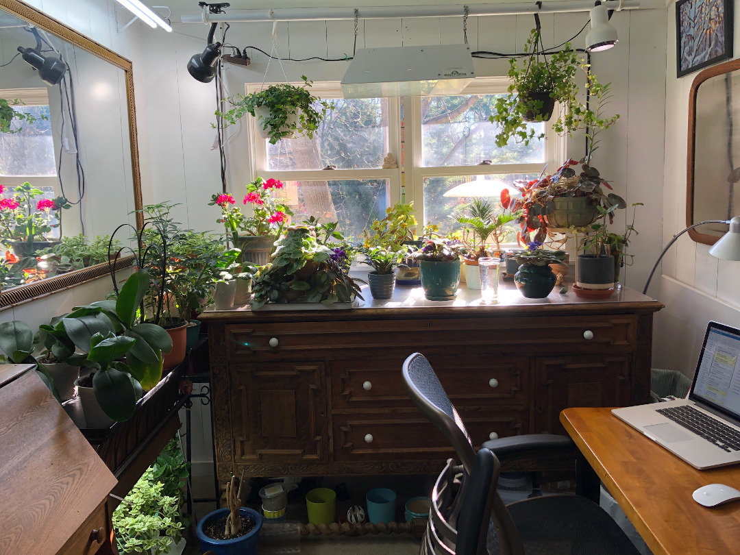 houseplants in an office