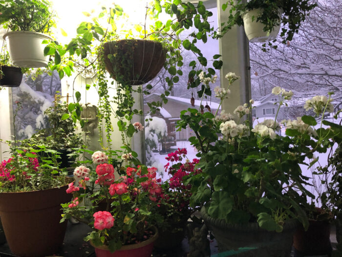 houseplants in winter