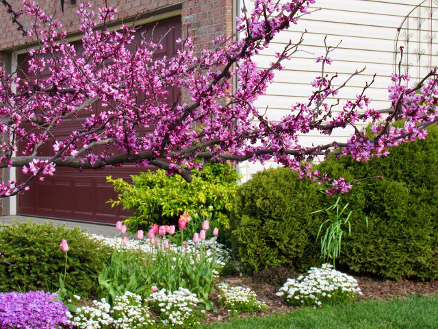 Forest Pansy redbud tree