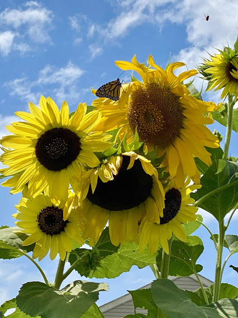 monarch on sunflowers