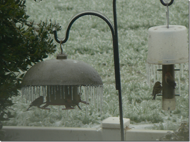 bird feeders in winter