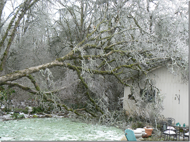 old oak covered in ice