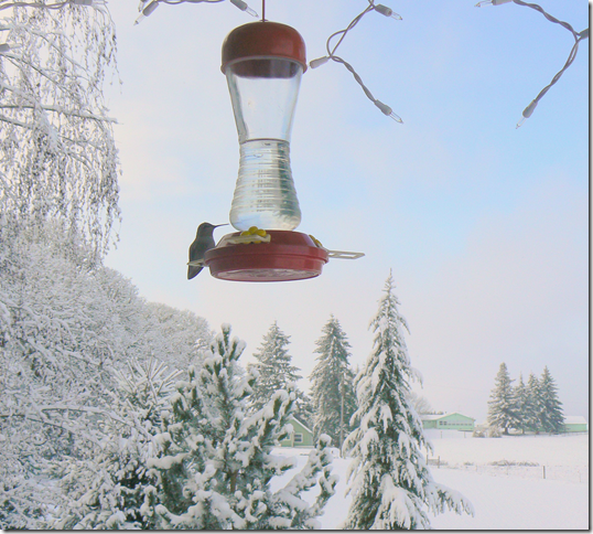 Annas hummingbird in winter