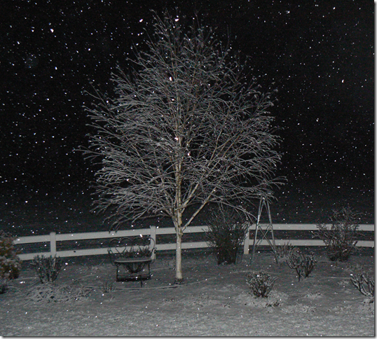 jacquemontii birch in snow at night