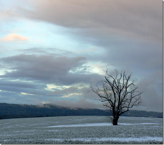 black walnut in winter