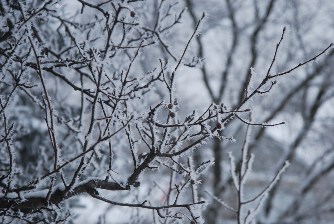 rime ice on a tree