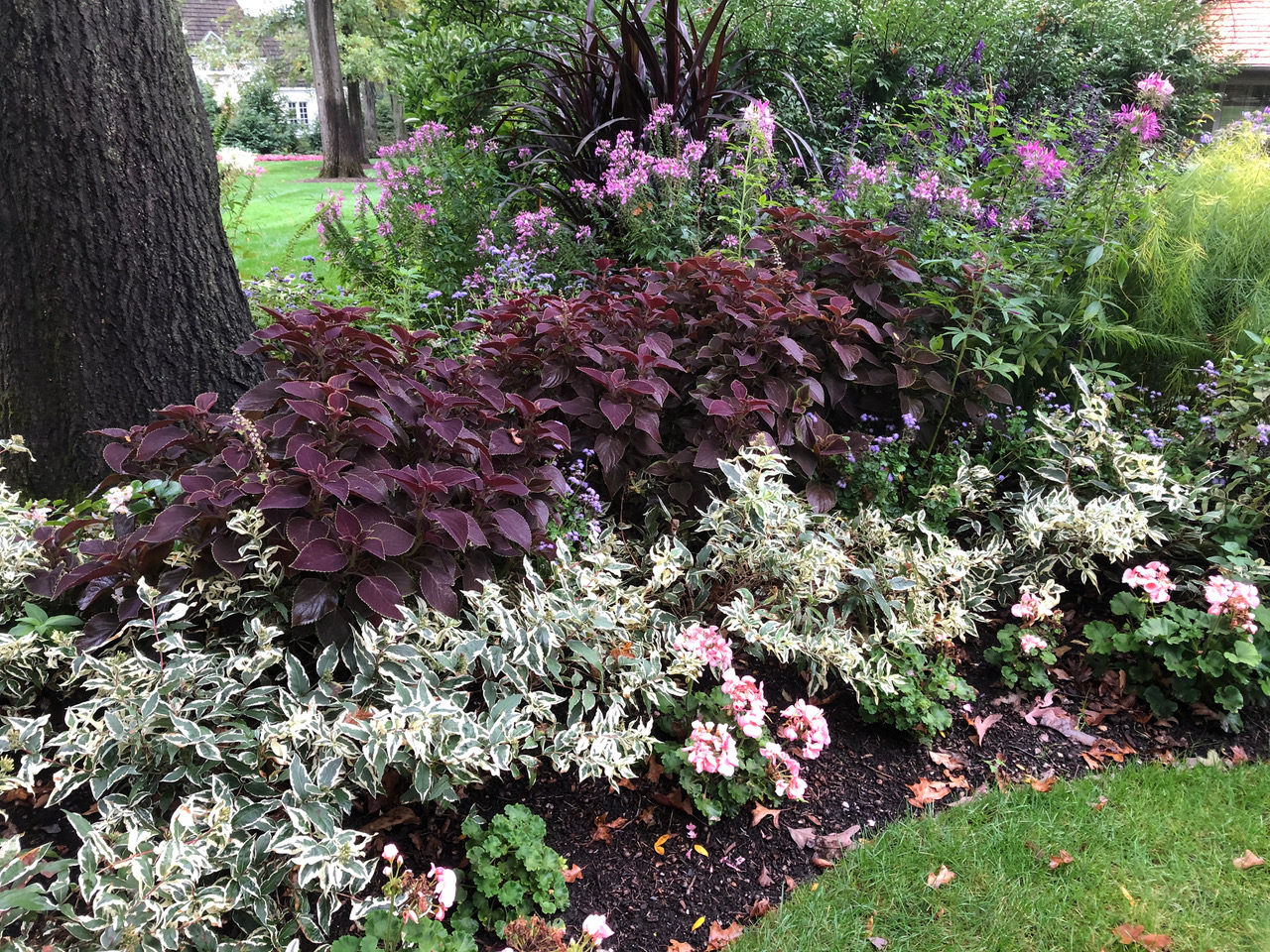 Coleus Vino