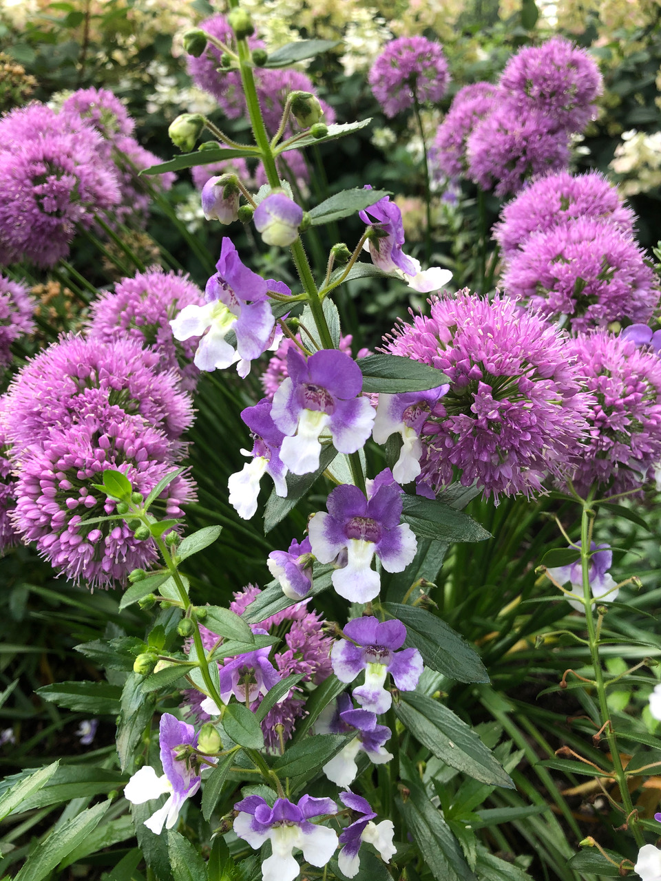 Angelonia Angelface Wedgewood Blue