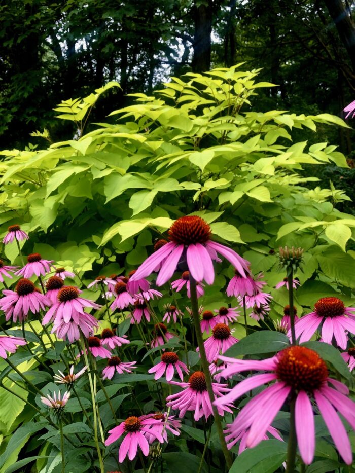 Echinacea purpurea and Aralia Sun King