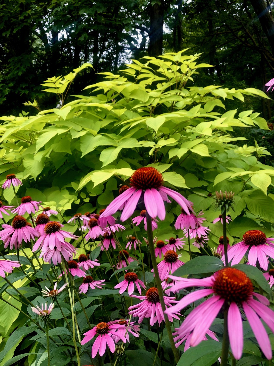 Echinacea purpurea