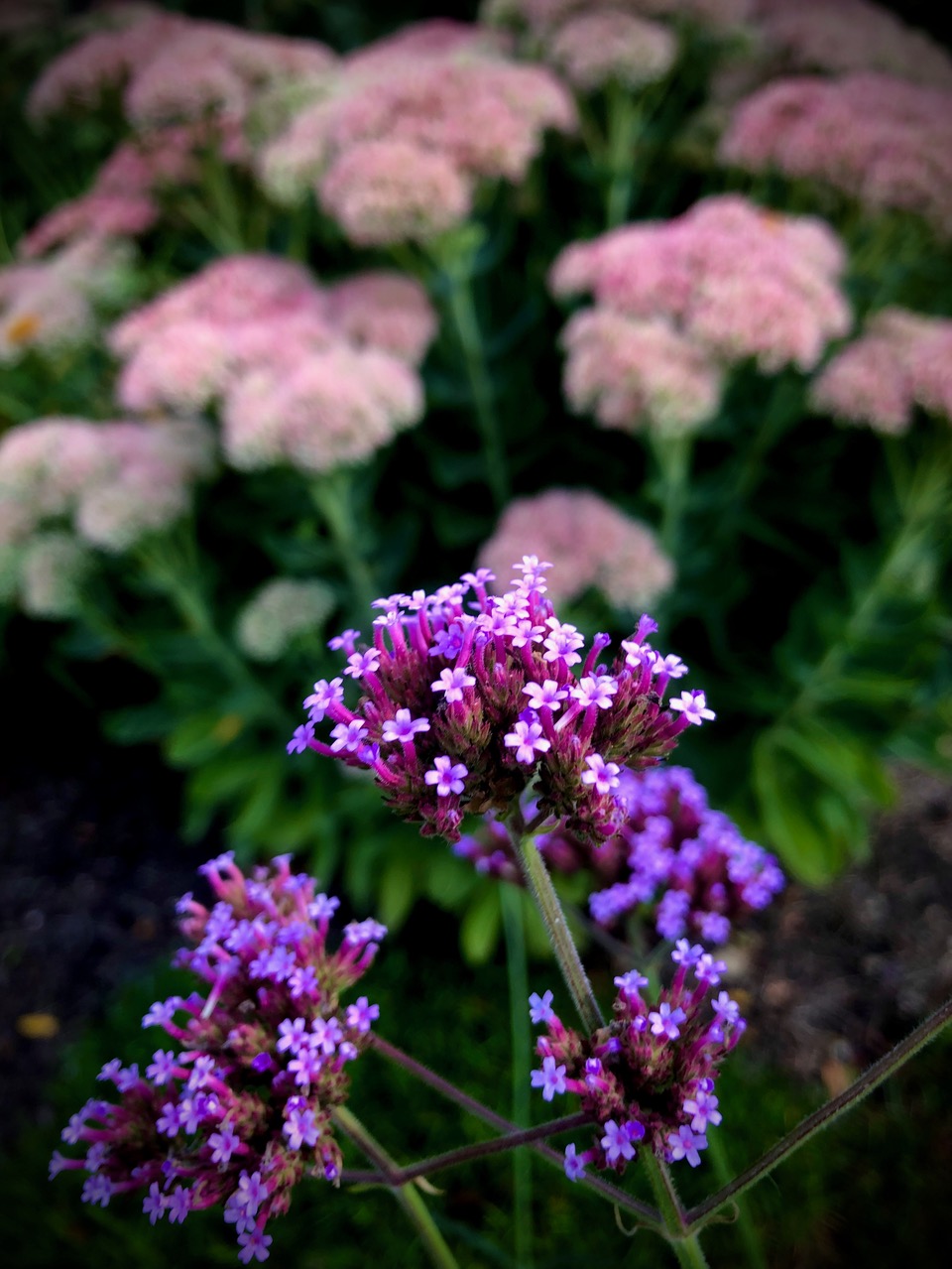 Verbena bonariensis