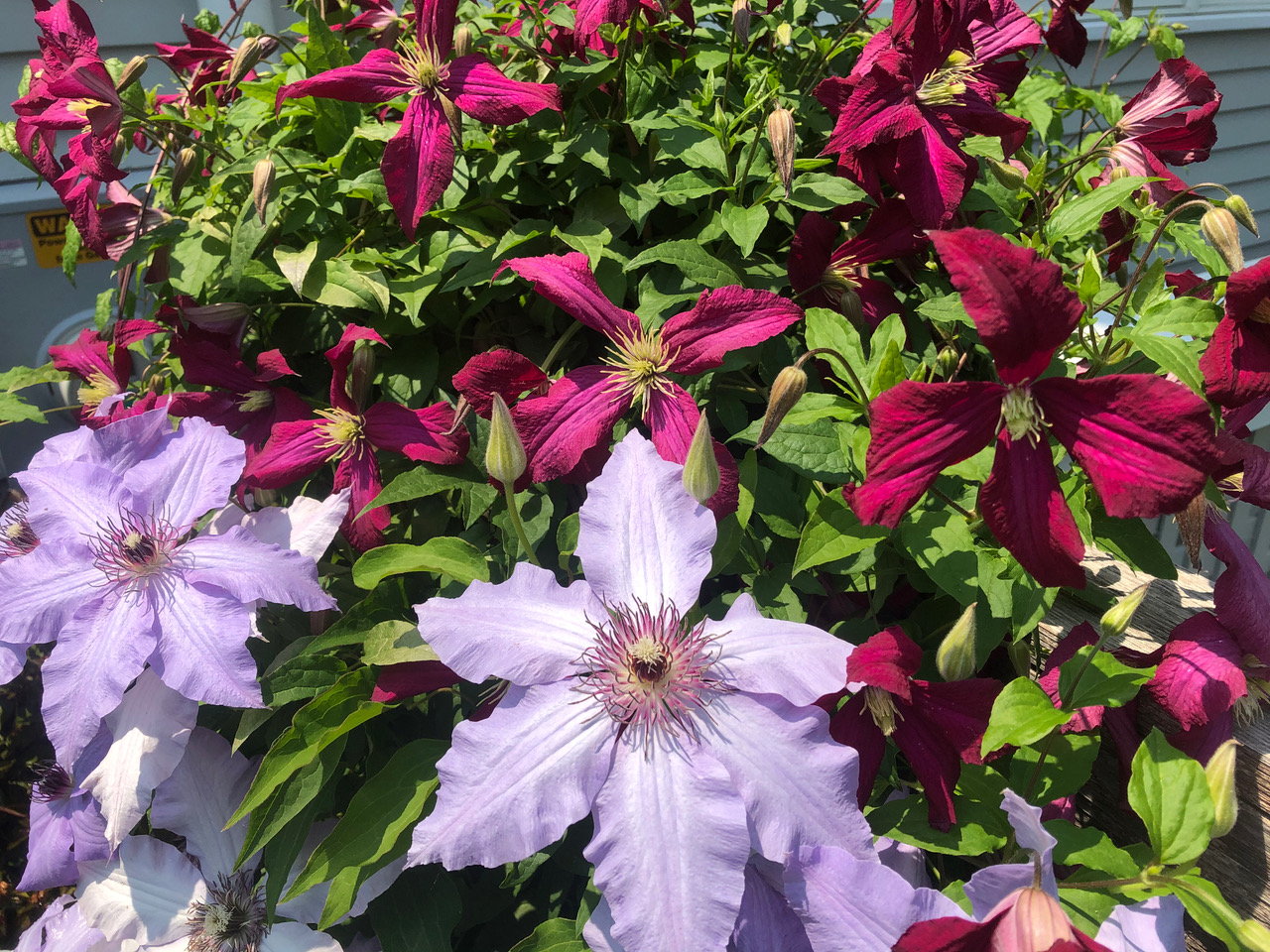 Clematis The First Lady