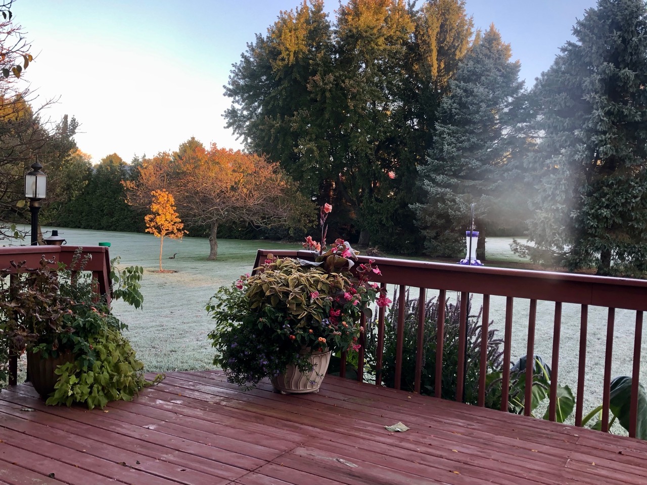 frost covered garden