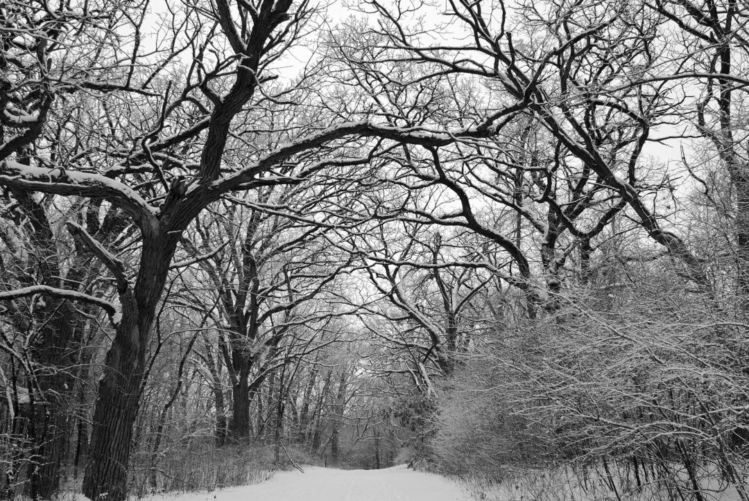 Winter forest scene