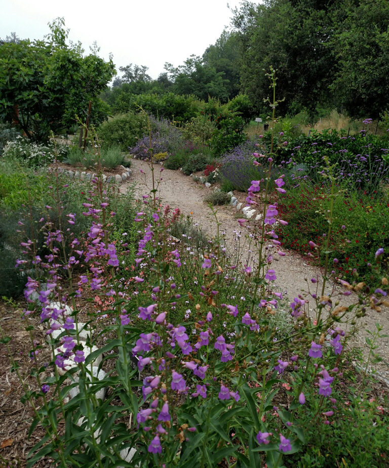 Native Plants For Southern California Pollinators Fine Gardening 4720