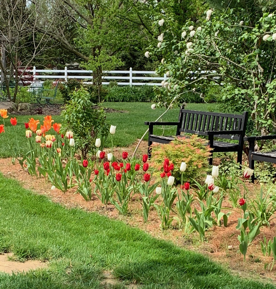 red and white tulips