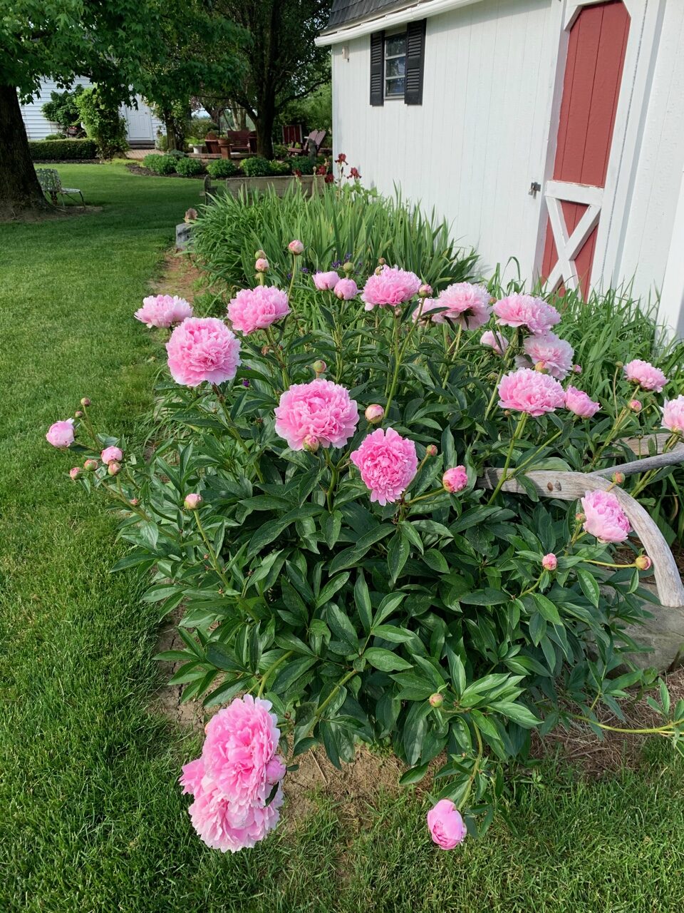 pink peony