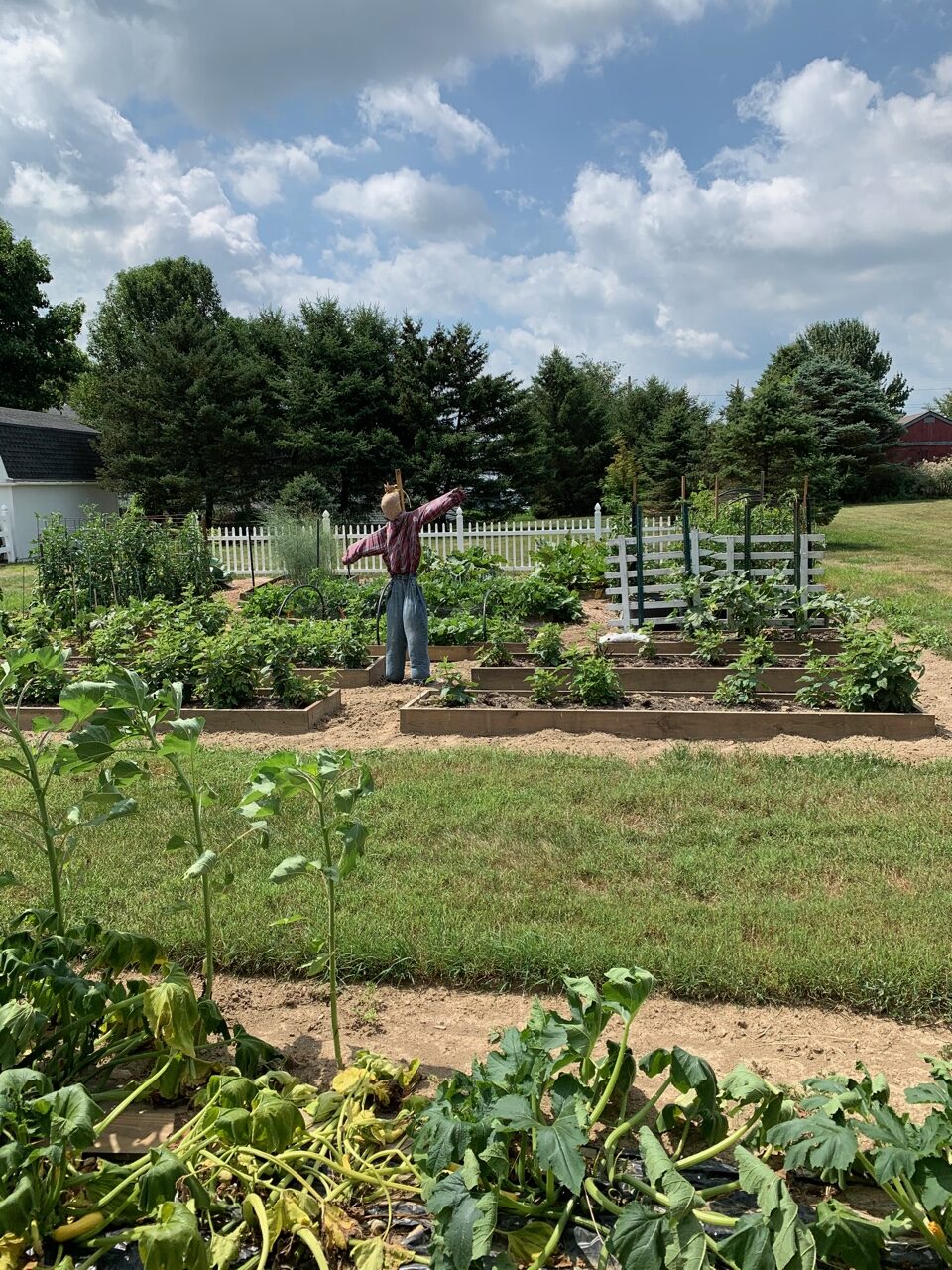 vegetable garden in July