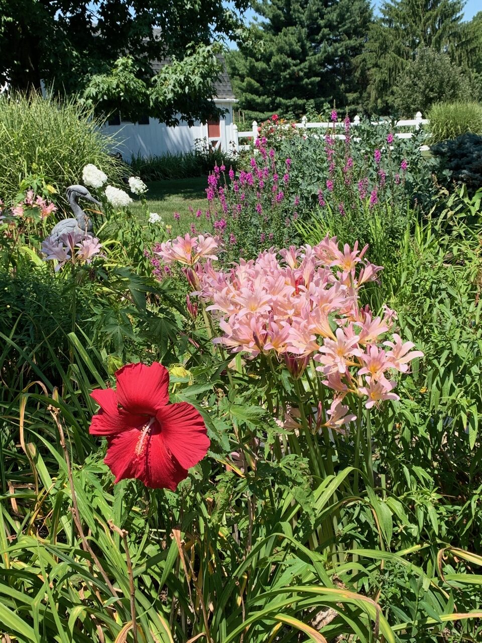 pink magic lilies