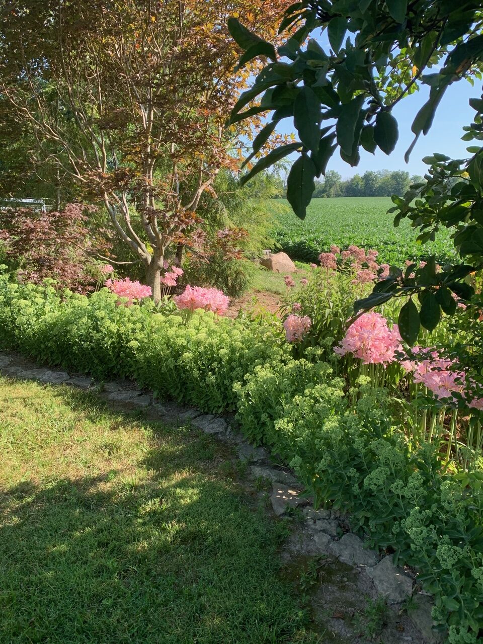 autumn joy sedum border