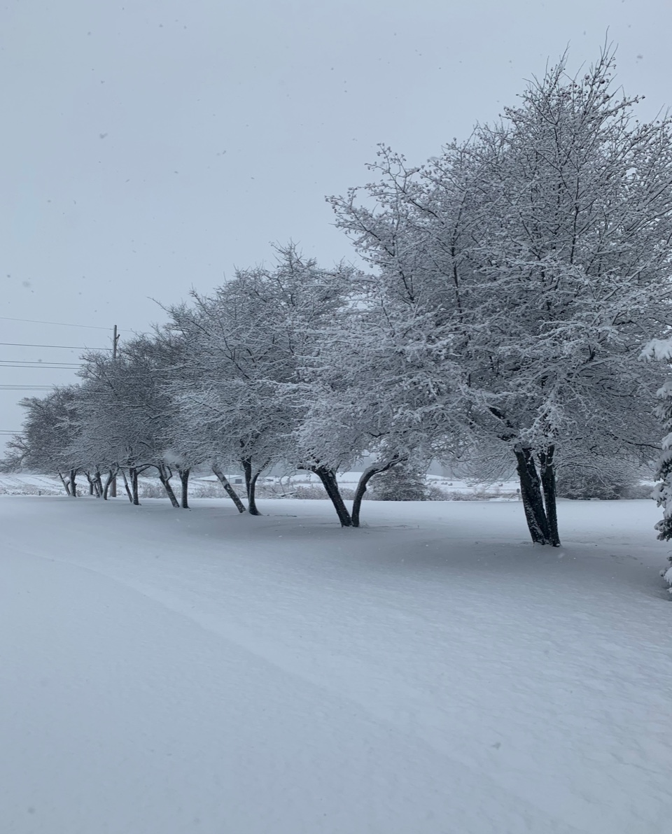 row of trees covered in snow