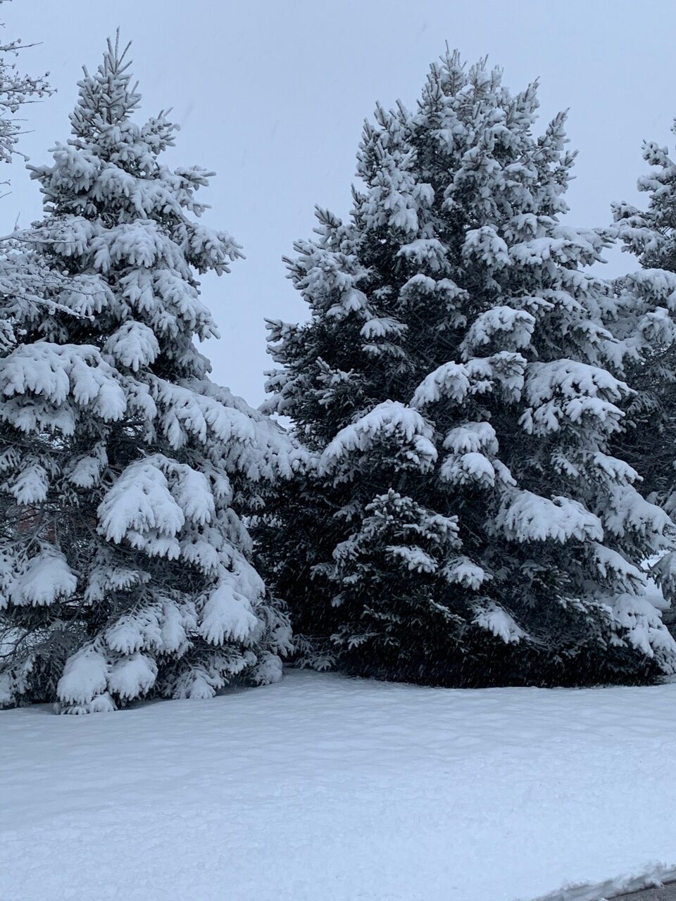 pine trees covered in snow