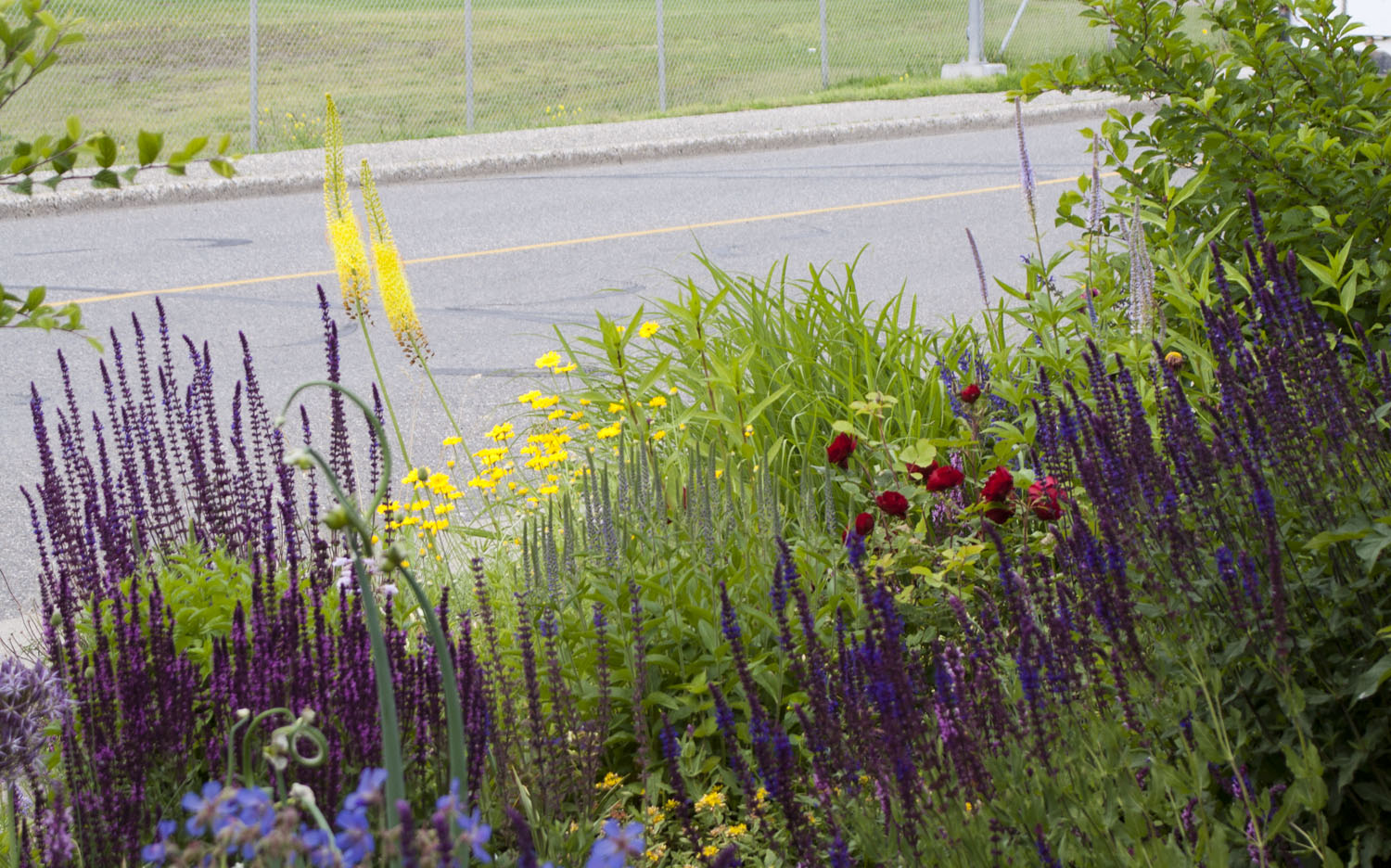 self-seeding perennials