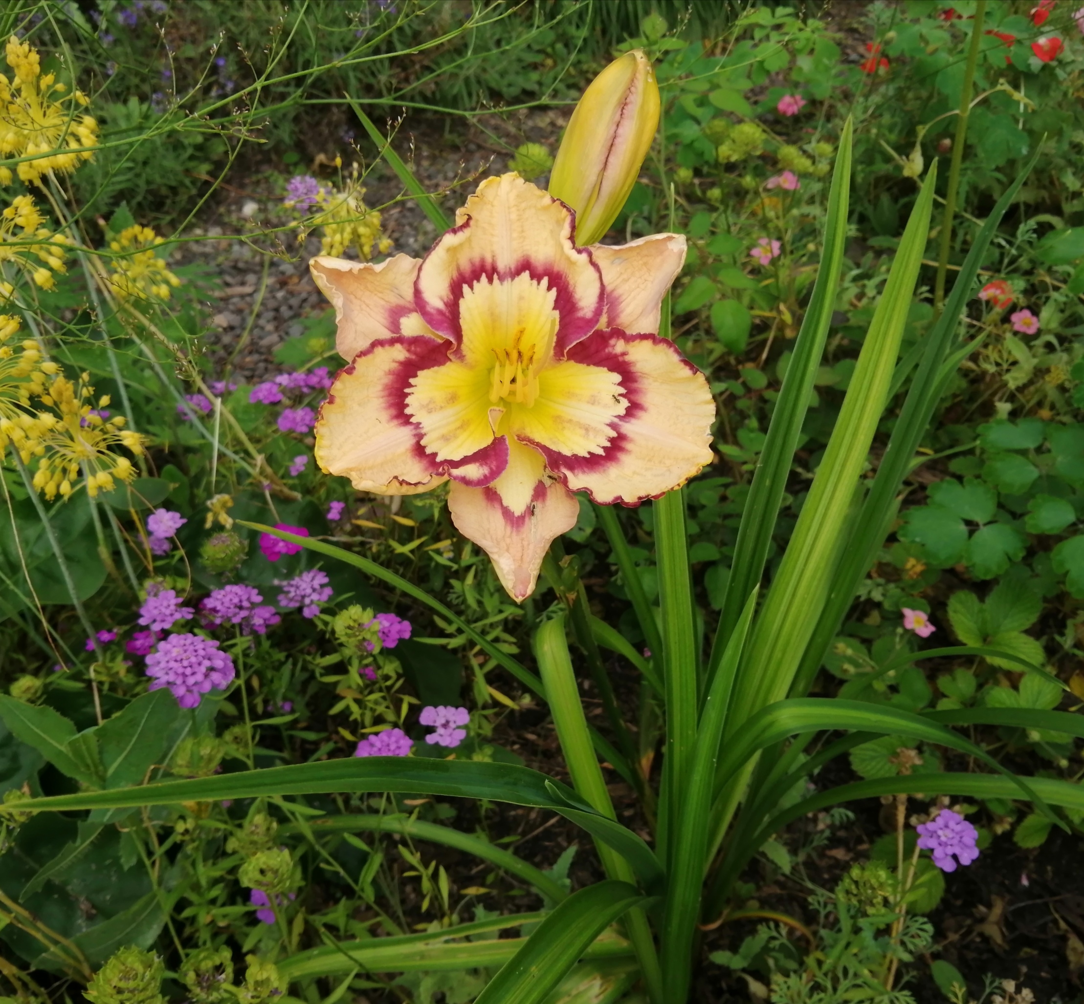 Space coast seashells daylily