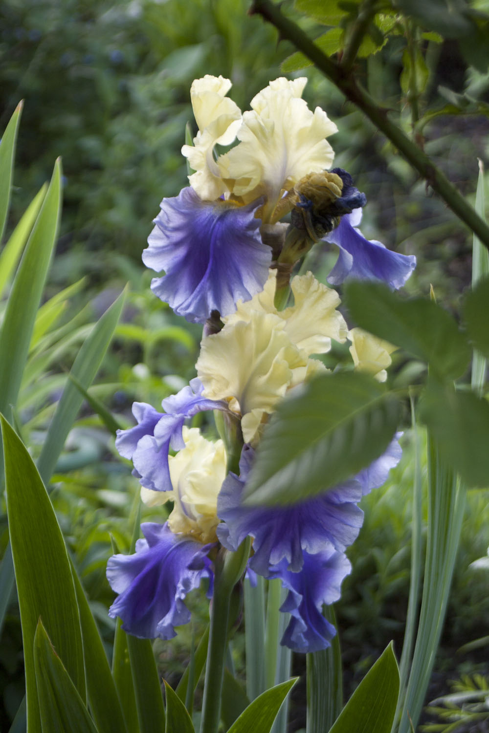 purple and yellow irises