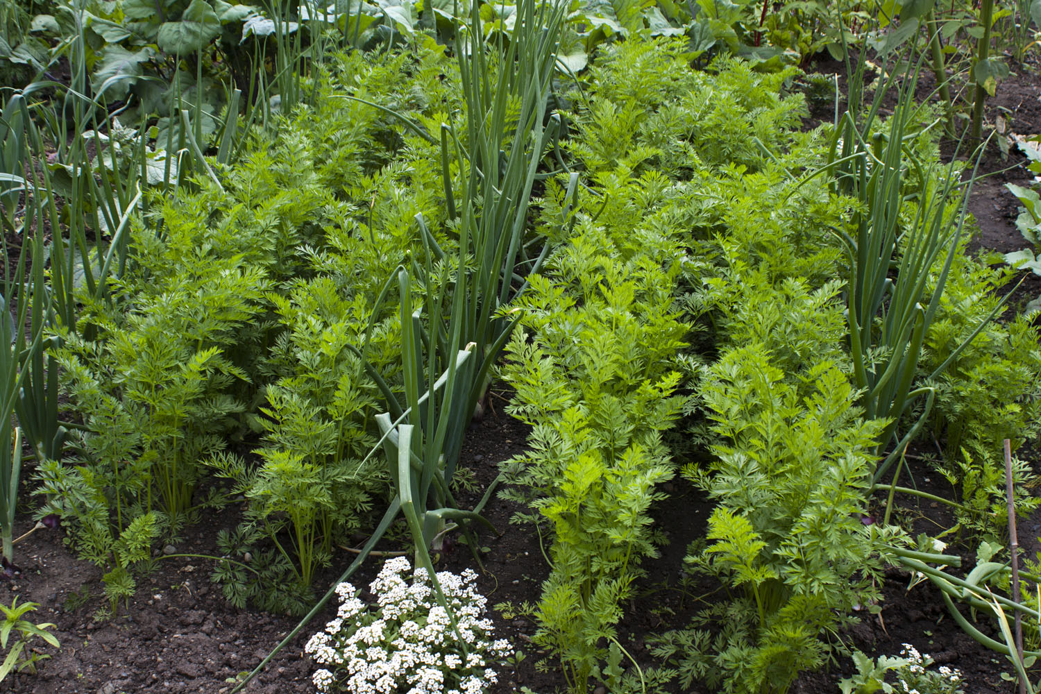 vegetable garden