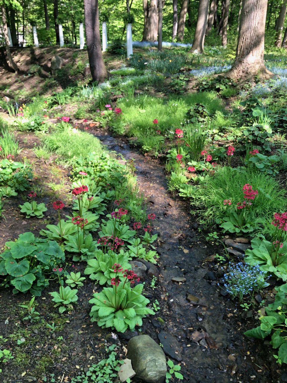 Red primroses bloom by a small spring