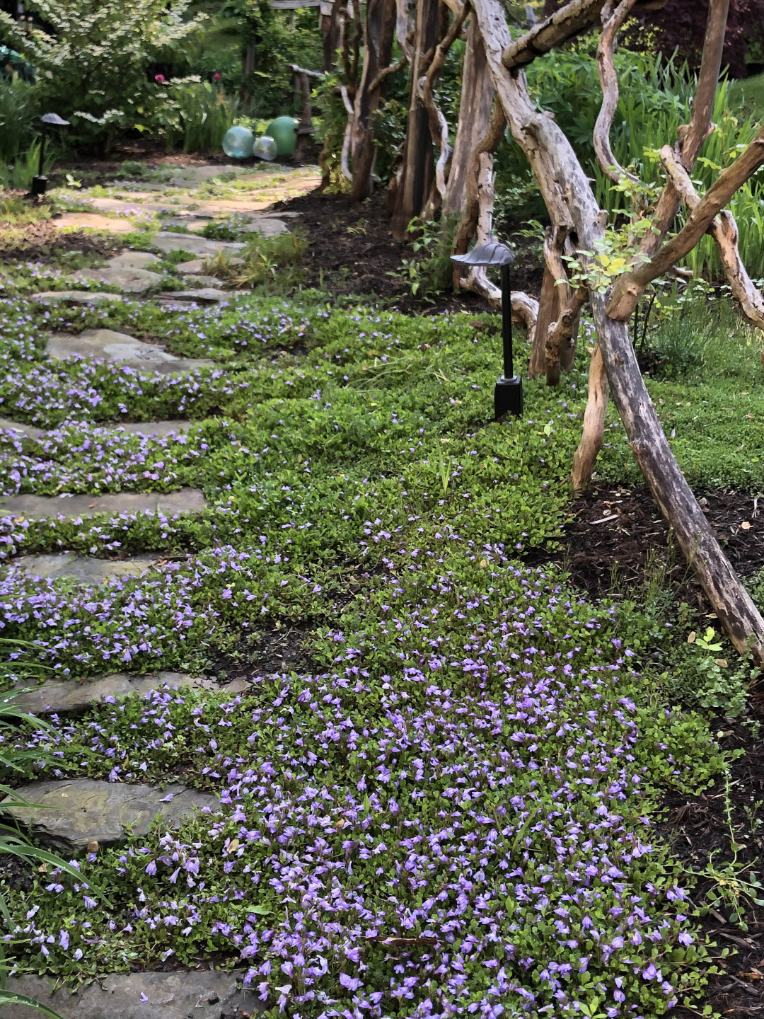 mazus ground cover