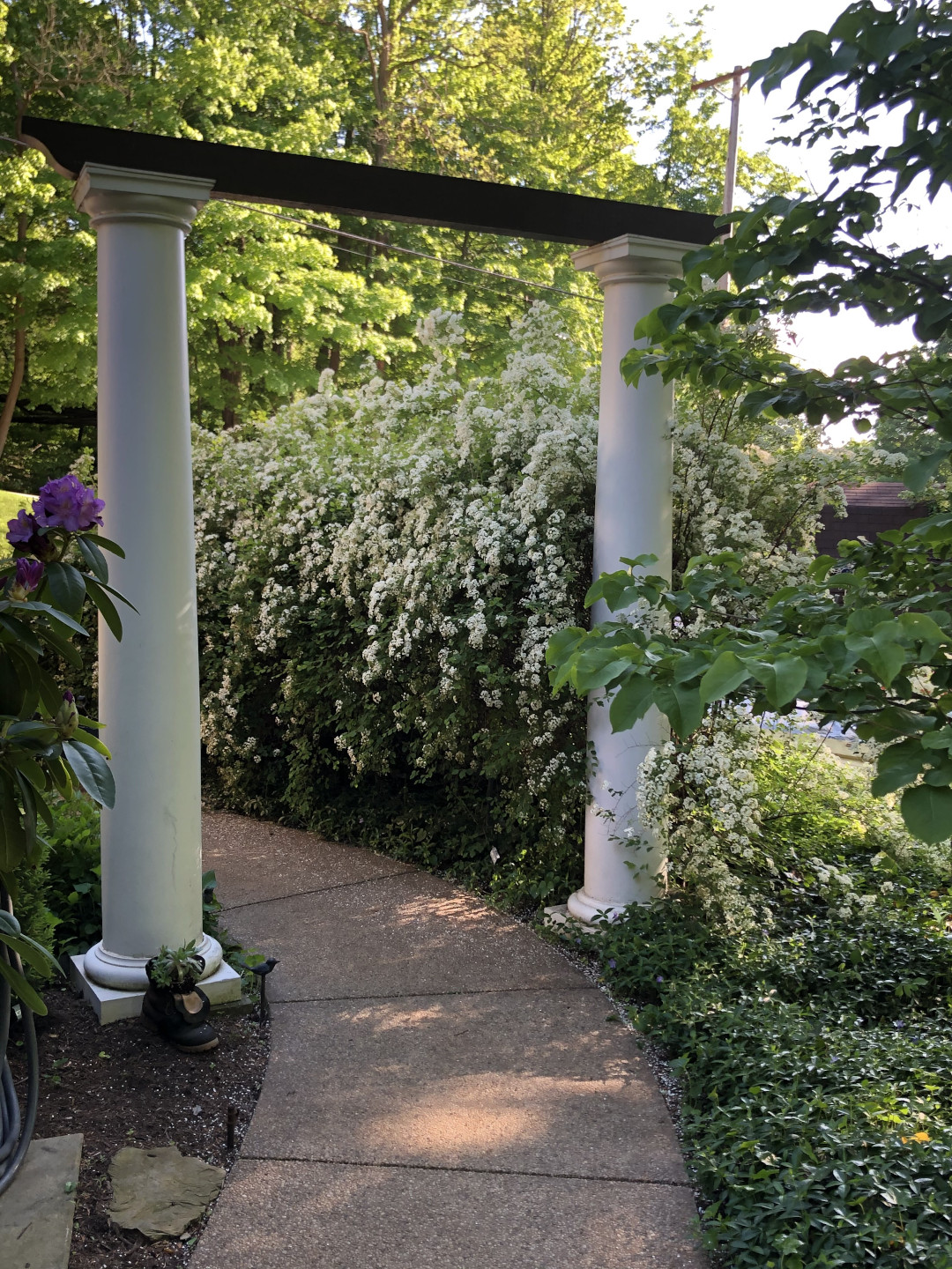 Bridalveil spirea