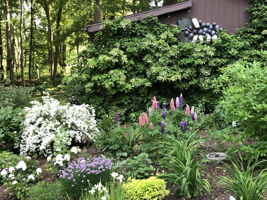 Climbing hydrangea