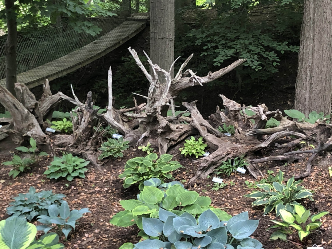 Hostas growing in front of upturned tree stumps.