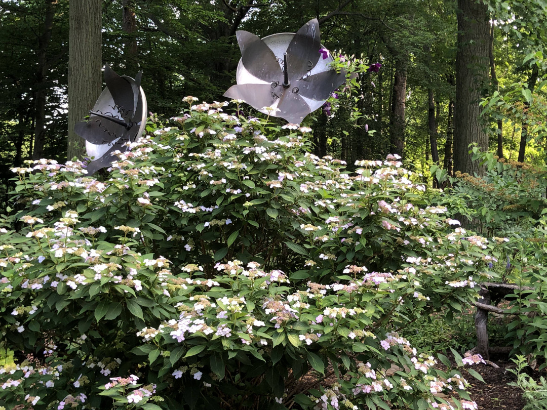 huge hydrangea shrub