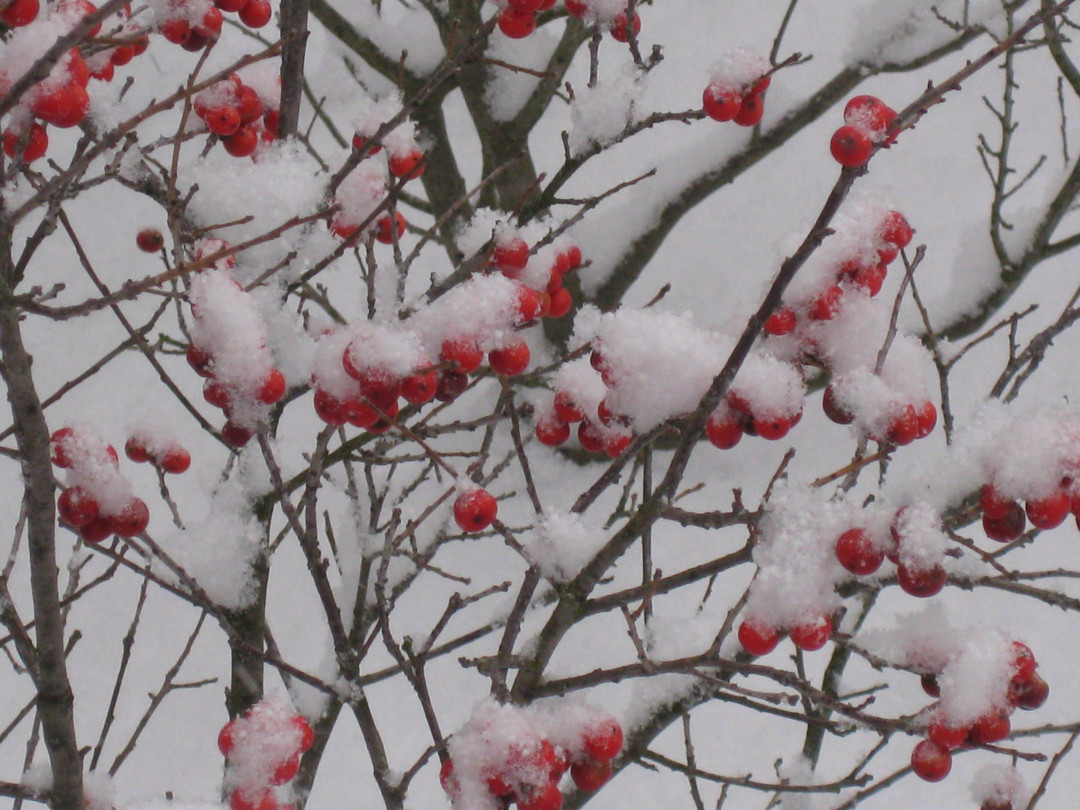 Winterberry covered in snow